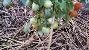 Сорт томата Гном / Низкорослый сорт помидор / Томат в открытом грунте