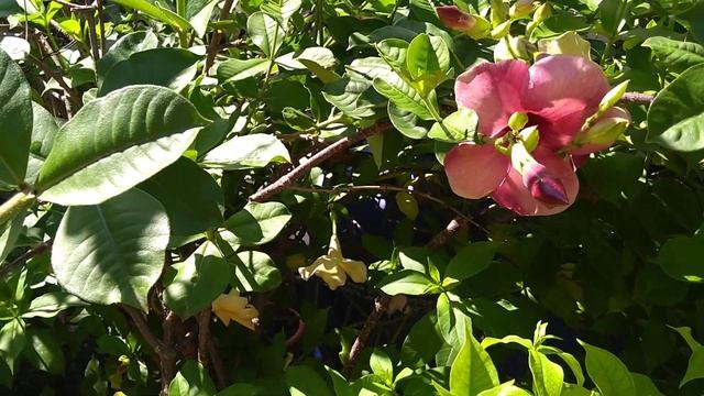 How To Grow And Care Allamanda Plant (Golden Trumpet) || Terrace Garden смотреть онлайн