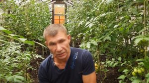 Биопрепараты ПРИМЕНЕНИЕ для защиты растений от болезней Триходерма