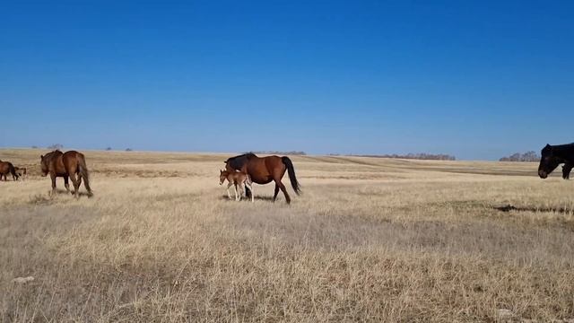 выбрал имена жеребятам. есть новенький. құлындарға есім бердік смотреть онлайн