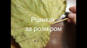"Малюємо осіннє листя тополі", 2 клас ДШМ, листопад 2022
