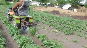 окучивание картошки второй раз мотоблоком с адаптером