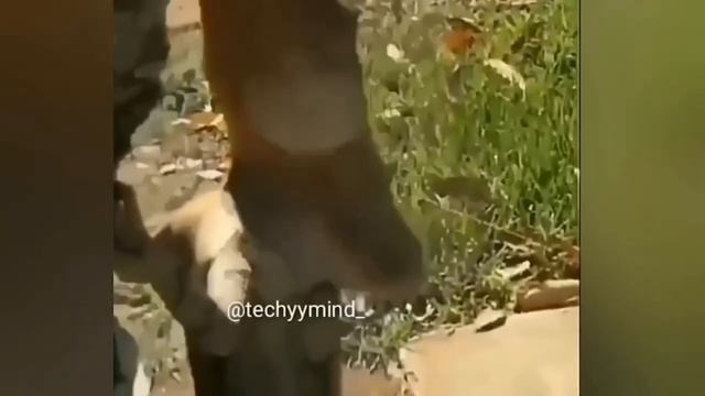 Лучше_приколы_2023_до_слез___jokestitpro__2____смех_шок_и_круть_the_best_jokes_cube