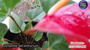 Dynamite red Anthurium | බැන්කොක් ඇන්තූරියම් වර්ගය | Lovely NATURE