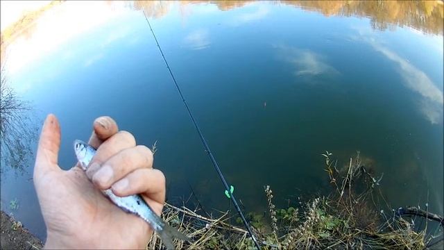 Река Воронеж , рыбалка 18.10.2019 смотреть онлайн