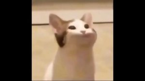 POP CAT 1 HOUR VERSION