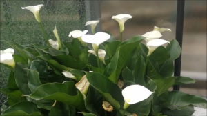 средиземноморские растения на улицах ботанического сада