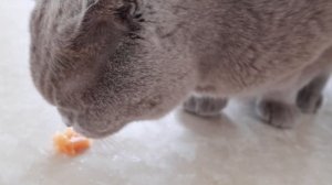 Scottish Fold Cat Eats Cantaloupe! - Melon Pudding (chewy munchy cat ASMR)