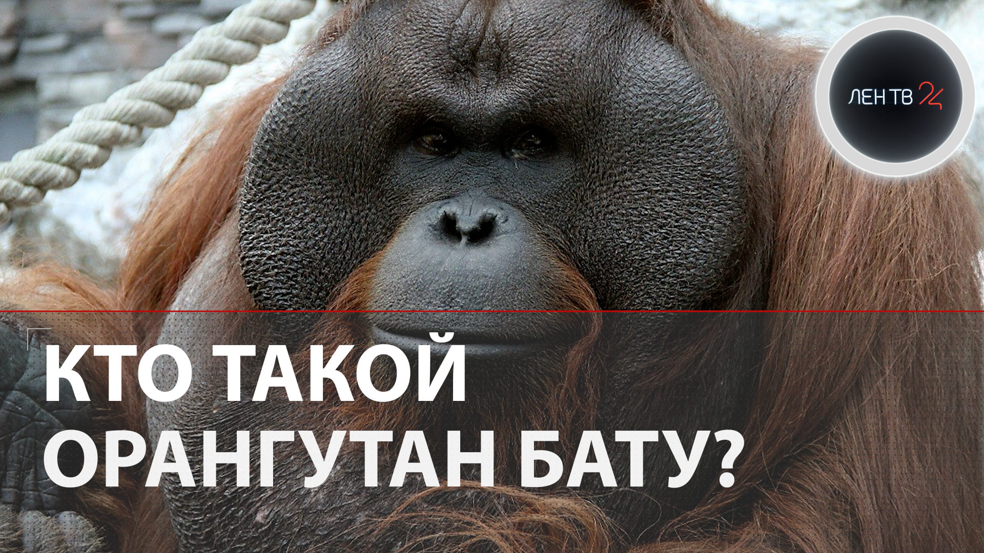 Кто такой орангутан Бату | Голосование за новогодний талисман Новосибирска закончилось скандалом