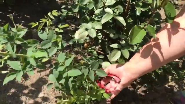 Розы и шиповник смотреть онлайн