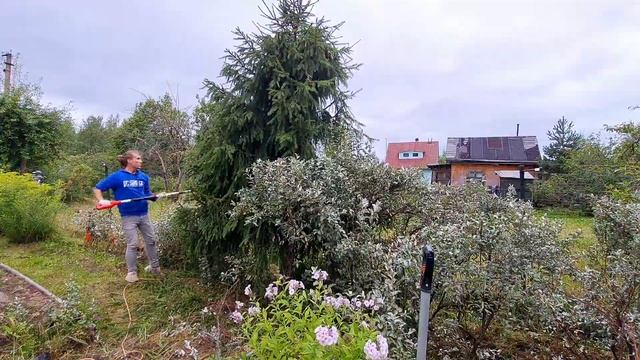 СТРИЖКА кустов | ОБРЕЗКА смородины | ДО и ПОСЛЕ | СИРЕНЬ бульденеж