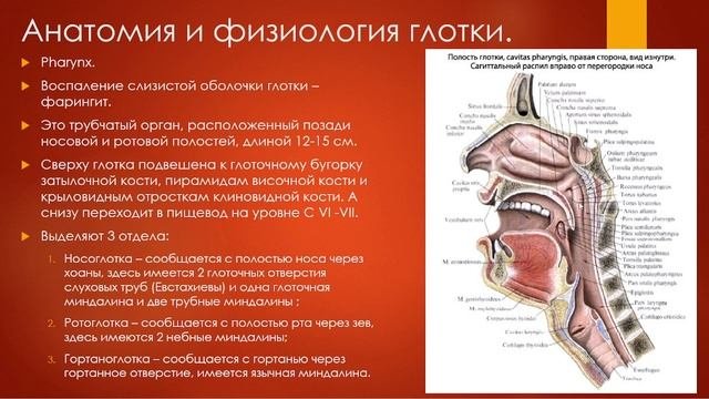 1  Пищеварительная система