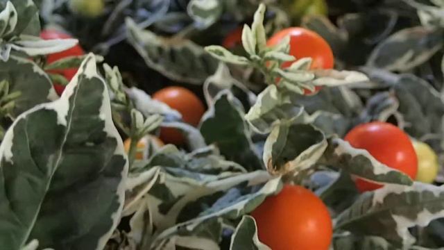 Solanum pseudocapsicum ´Blushberry´ смотреть онлайн