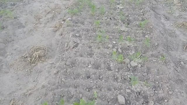Блинчик уехал, огород растет, сено ждёт. #Вашехозяйство #защитаотнасекомых #Лютоня