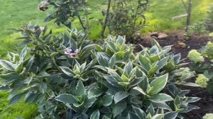 ВАРИЕГАТНАЯ ГОРТЕНЗИЯ LIGHT-O-DAY