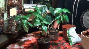 Правильный Уход За Гибискусом ( Китайской Розой). Уход Зимой и Летом