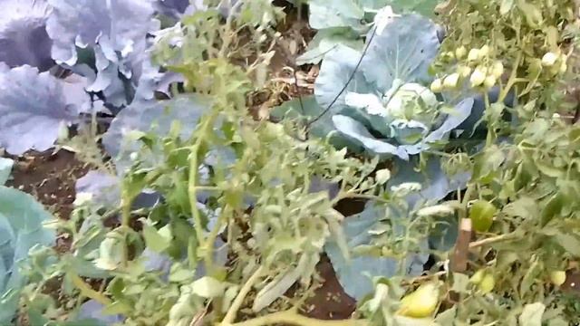 Осенний огород смотреть онлайн