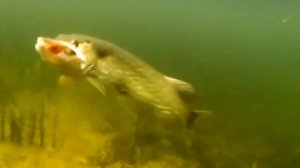 Щуки монстры рвут приманки под водой . Атаки щуки рыбалка 2021