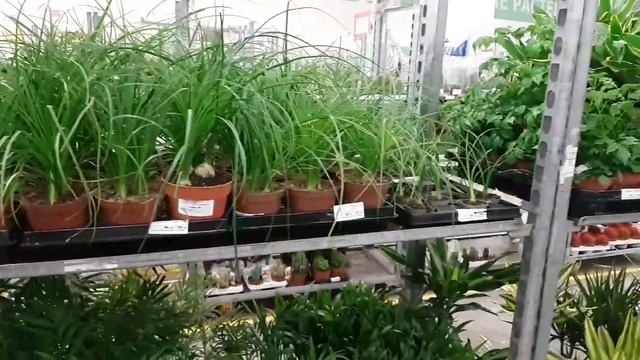 Давалия, орхидеи, цикламены, пуансетии, бегонии смотреть онлайн