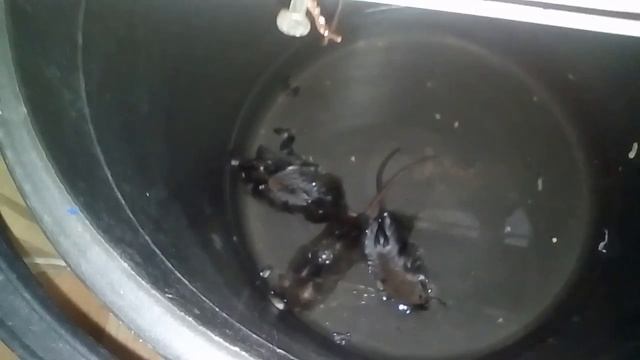 Супер мышеловка. Простая и автономная смотреть онлайн