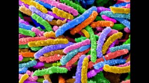 Микрофлора Кишечника На Голодании