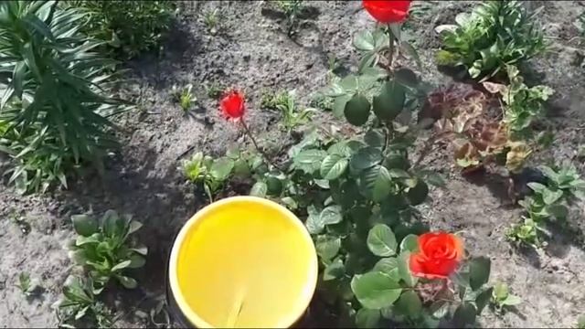 Подкормка для роз, пионов, гладиолусов, хризантем и др. Раскрываем секреты буйного цветения