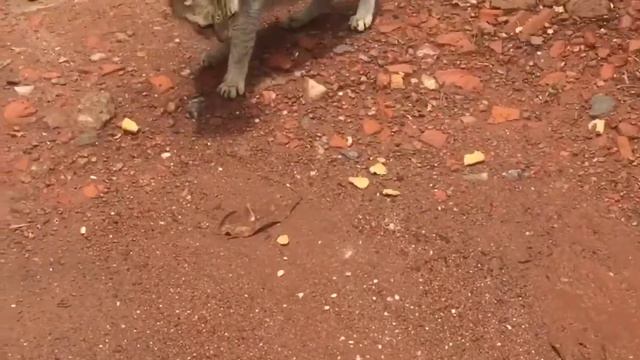 Покупаем печенье для коров, аквапарк на Гоа смотреть онлайн