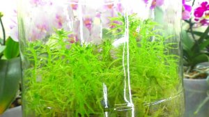 Живой МОХ СФАГНУМ творит ЧУДЕСА !!!  Орхидея Реанимашка в ЖИВОМ МХУ ОЖИВАЕТ ...