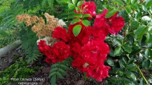 Розы. Лето 2021г. Северо-Западный регион. Сад без химии.