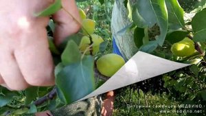 Саженцы абрикосов Запорожец и Любава с плодами