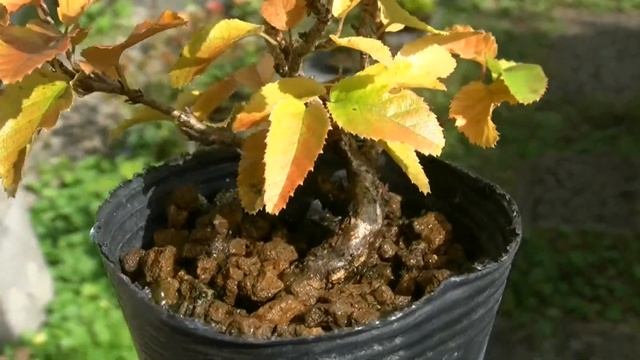 イワシデ盆栽-Q1（岩四手 盆栽）Carpinus turczaninovii Hance bonsai смотреть онлайн