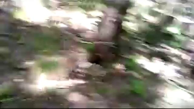 I collect mushrooms where there are many anthills Собираю грибы где много муравейников смотреть онлайн