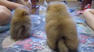 Щенки померанского шпица. Чистокровные. Мини.