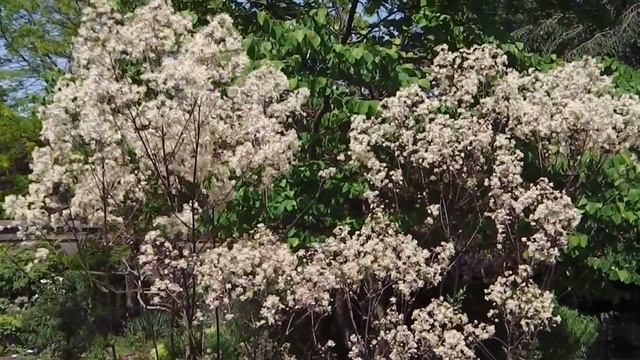 Thalictrum "Anne " смотреть онлайн