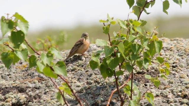 Садовая овсянка/ Ortolan Bunting смотреть онлайн