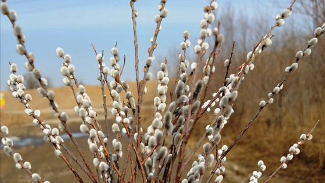 Уж верба вся пушистая, Фет А. смотреть онлайн