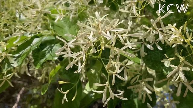 Chinese Fringe Flowering Tree  (Chionanthus Retusus) ~ In Full Bloom смотреть онлайн