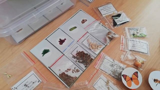 Формирование экологических представлений