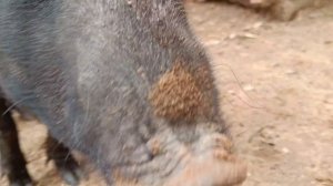 Лесная жизнь | ДЕНЬ РОЖДЕНИЯ дикого кабана Яши.