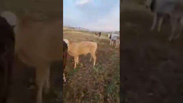 Корова и теленок на продажу смотреть онлайн