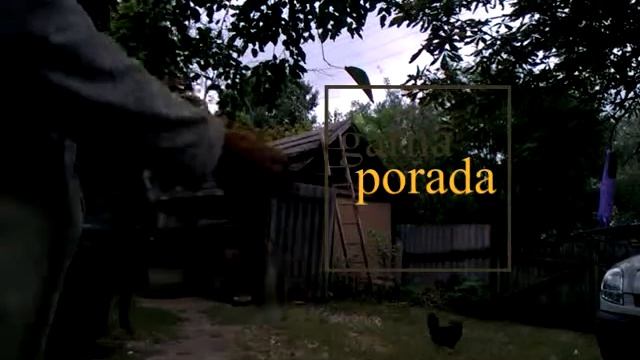 Как правильно кормить домашнюю птицу молодым кочаном кукурузы смотреть онлайн