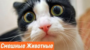 Смешные кошки и собаки / Новые приколы с животными 2023