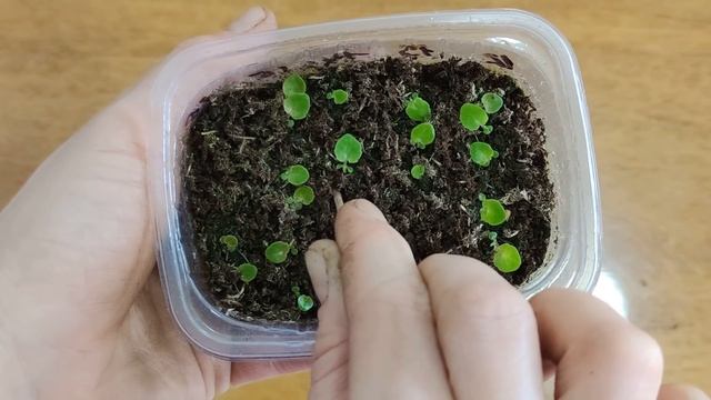 Подвижка сеянцев бегонии, цветет шардоне, эксперименты с укоренением. смотреть онлайн