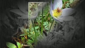 Игарка Цветы 2