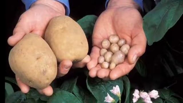 Екатерина Румянцева, воспитатель Школы № 2031. Картофель смотреть онлайн