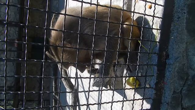 Как макака петрушку наяривает! смотреть онлайн