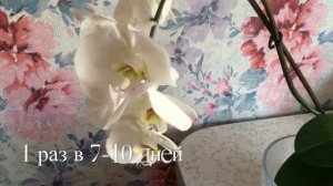 Применение ЭПИНА . Антистрессовый Адаптоген