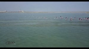 Озеро Караколь. Актау. Мангистау. Фламинго. Lake Karakol. Aktau. Flamingo