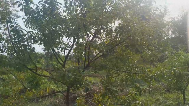 Chandan growth after two years | In the rainy North East | White Sandalwood tree farming смотреть онлайн