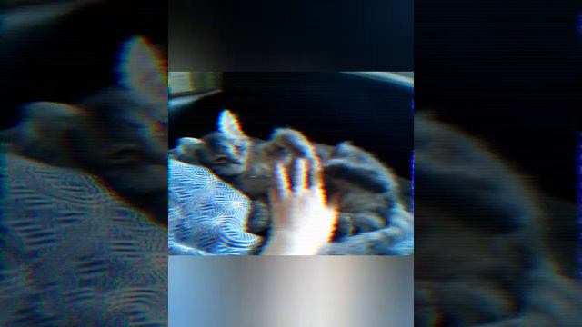 мои кошки смотреть онлайн